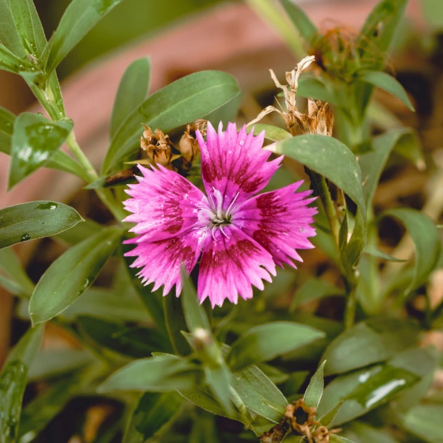 pink flower that is growing in some kind of plant