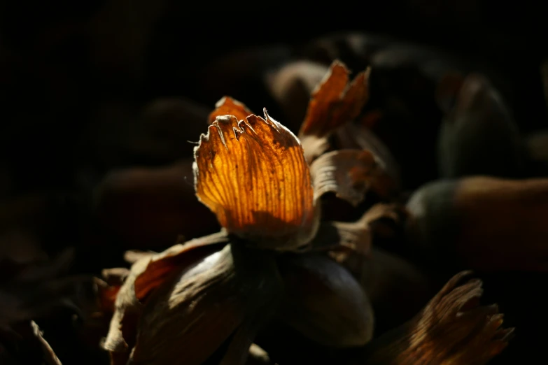 a orange flower growing on the top of a leaf