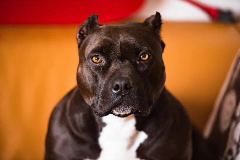 a brown and white dog is sitting on a chair