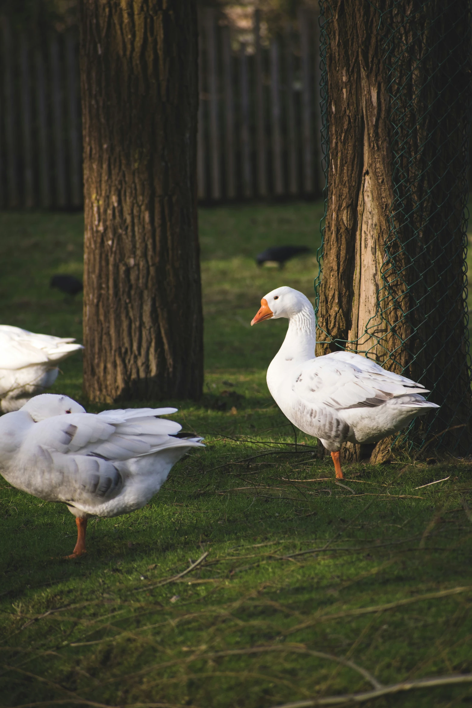 geese standing by a tree on grass with fence in background