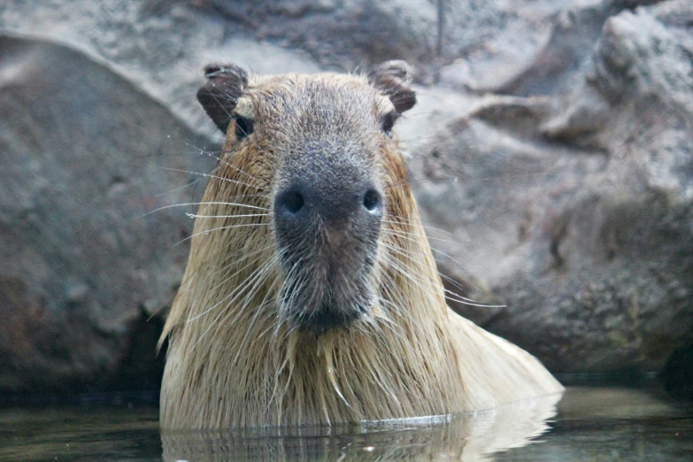 a capybara standing in the water