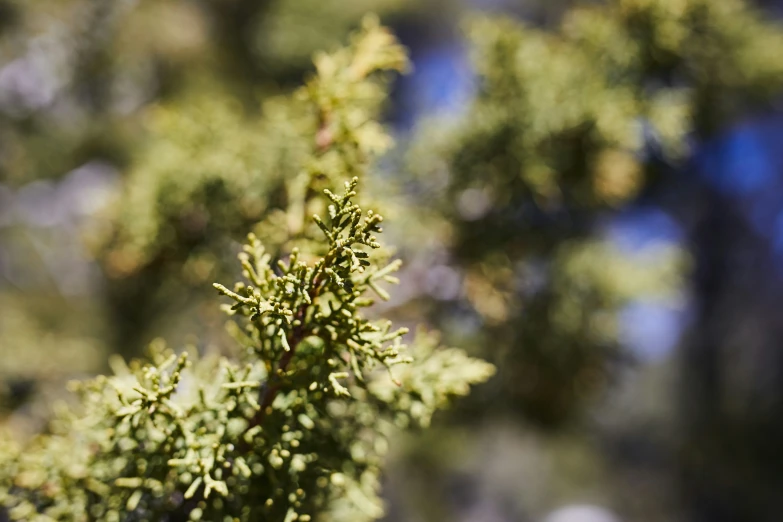 a close up of a tree that has green leaves