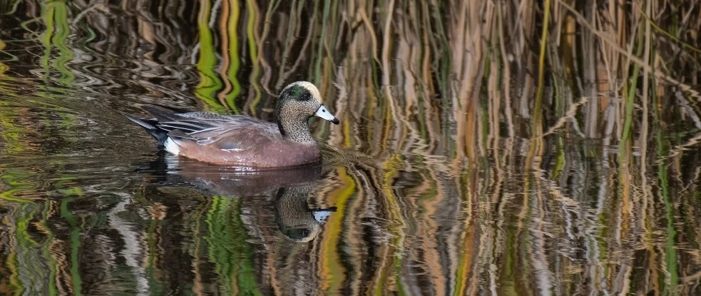 a duck swimming on the water surrounded by grass