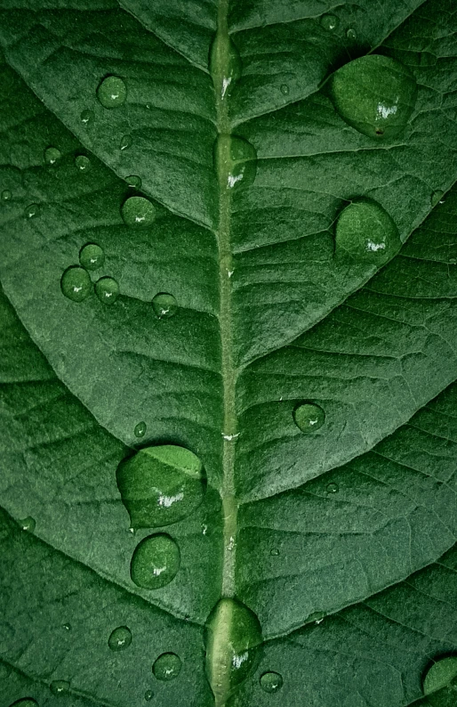 close up on the green leaf with dew drops