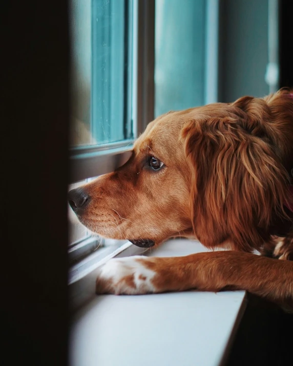 a dog laying down looking out of the window