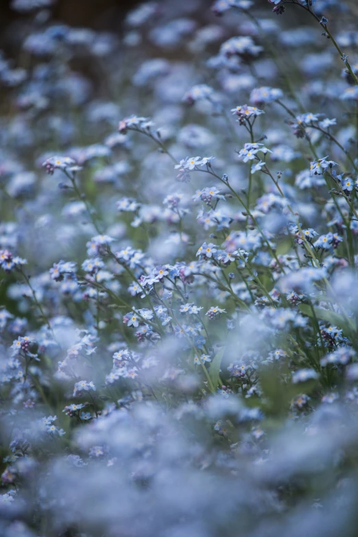 blue and white flowers in a field with blurry grass