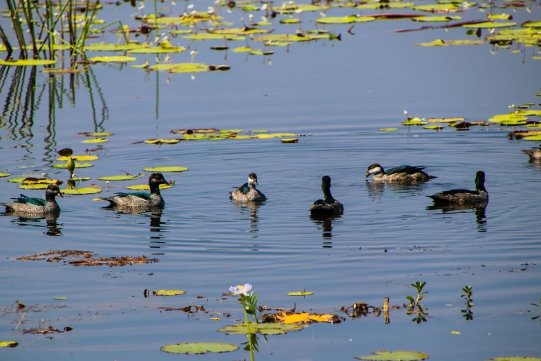 four ducks in a pond surrounded by lily pads