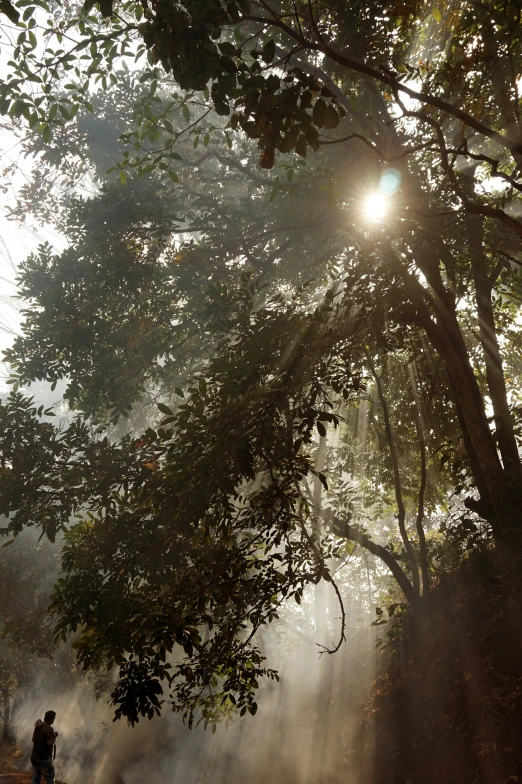 the sun peeking through the trees, making the fog look like a trail