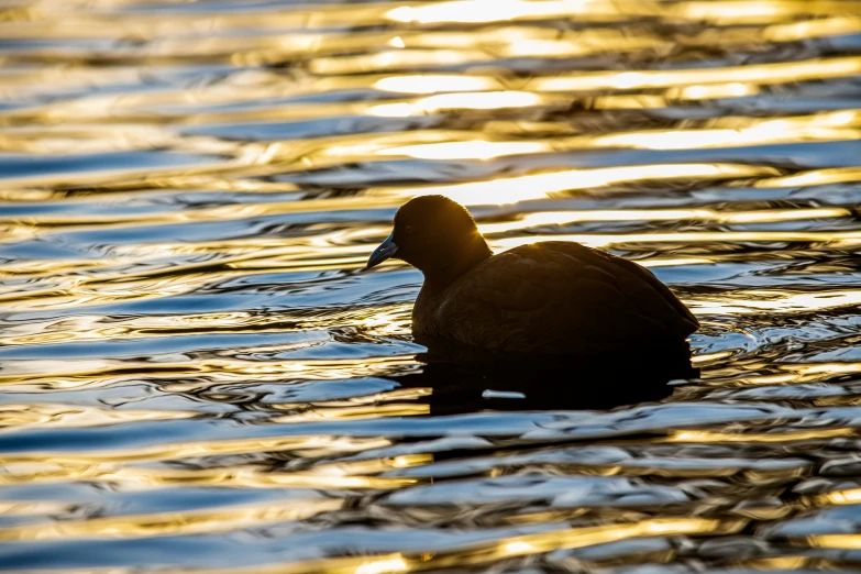 a bird swimming in the middle of a body of water