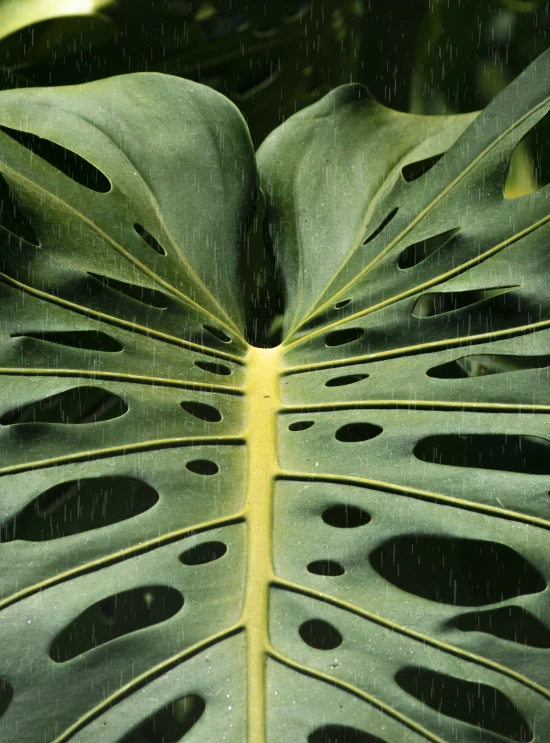 a close up of the back side of a leaf with its highlights on