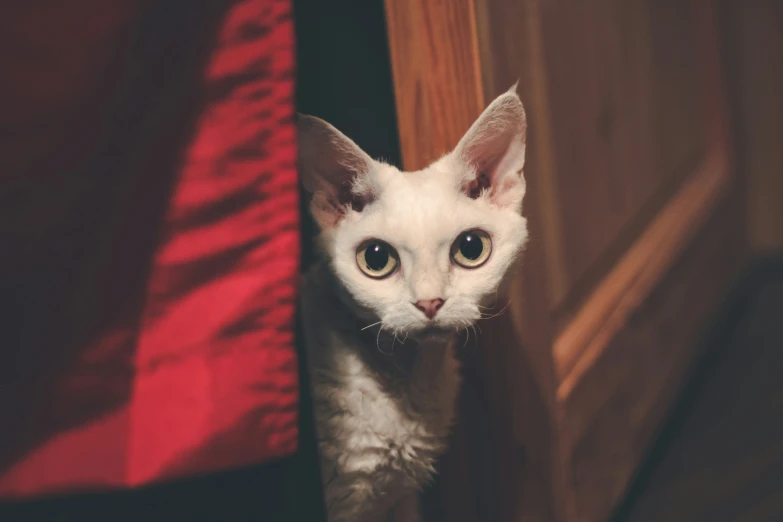 a small kitten peaking its head out from behind a piece of wood