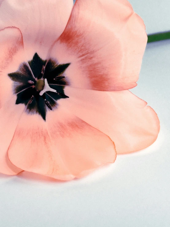 the pink flower with brown center is next to a stem