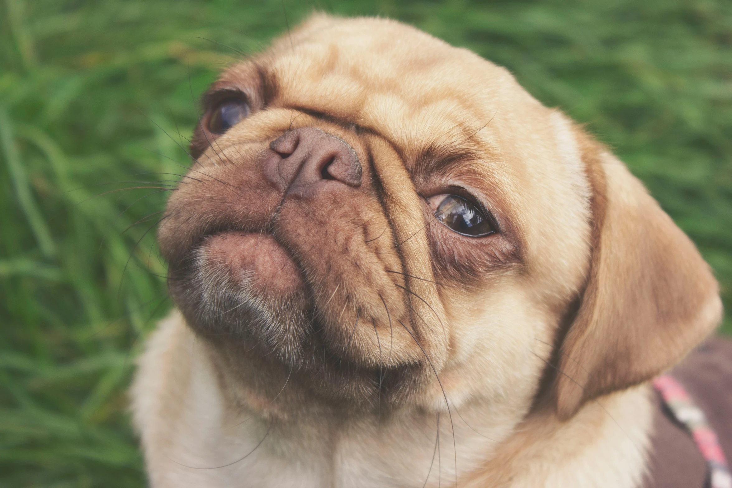 a puppy that is looking to the side with it's face