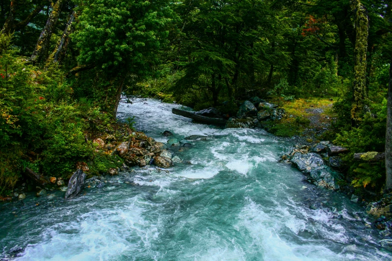 a river surrounded by trees with water moving under the rocks