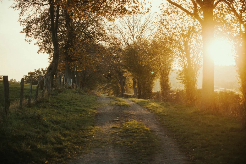 the sun shines through trees near the path