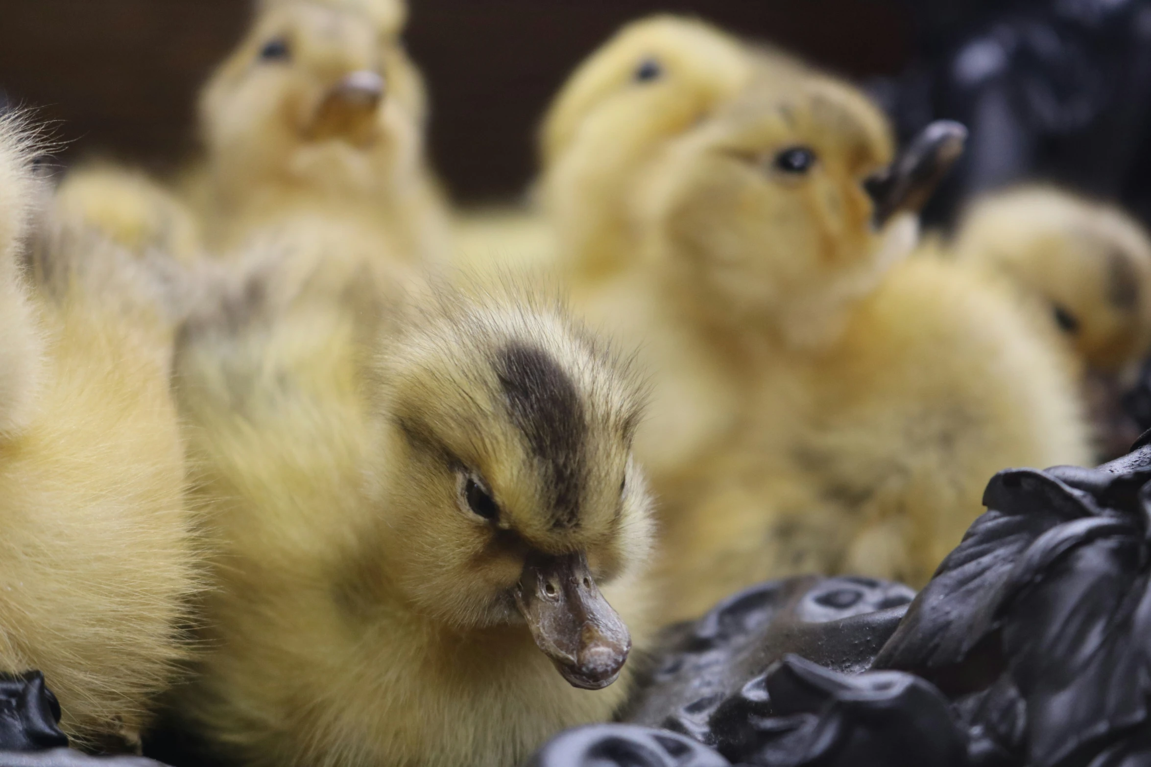 the small chickens are all huddled together in the cage