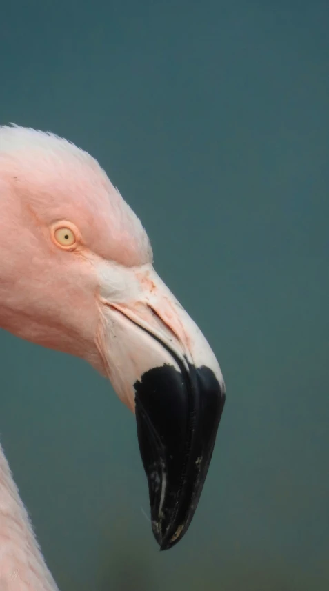a pink bird with yellow eyes and black beak