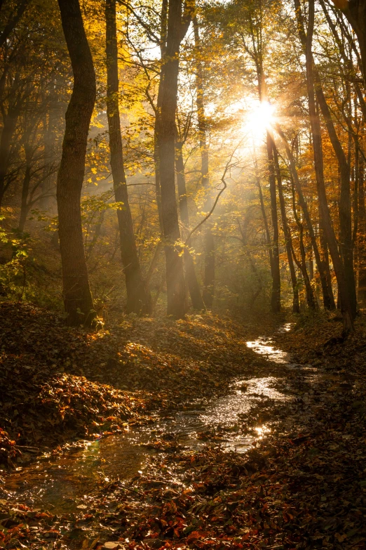 a trail running through a wooded area in autumn