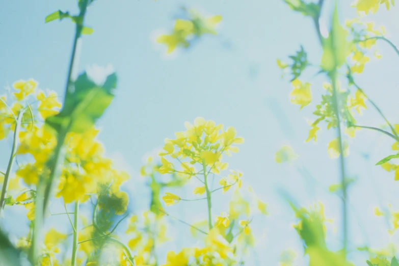 this is yellow flowers seen through the grass