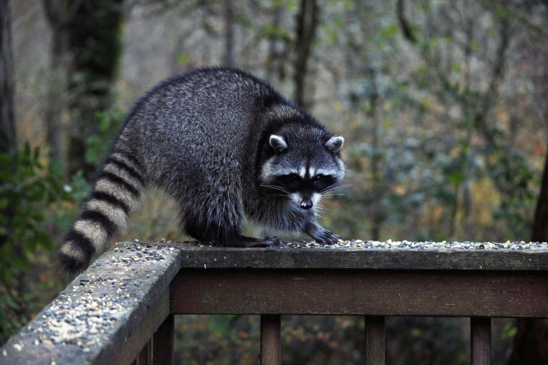 the rac has it's paws on the fence