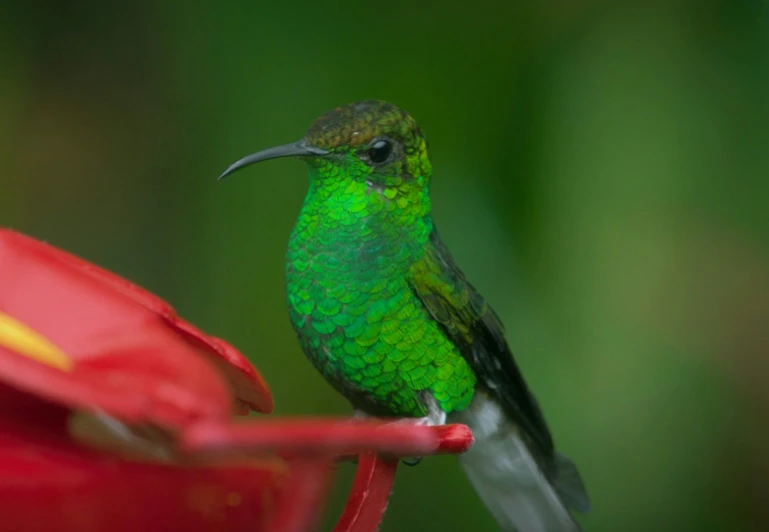 the green hummingbird is on the feeder, and it is enjoying