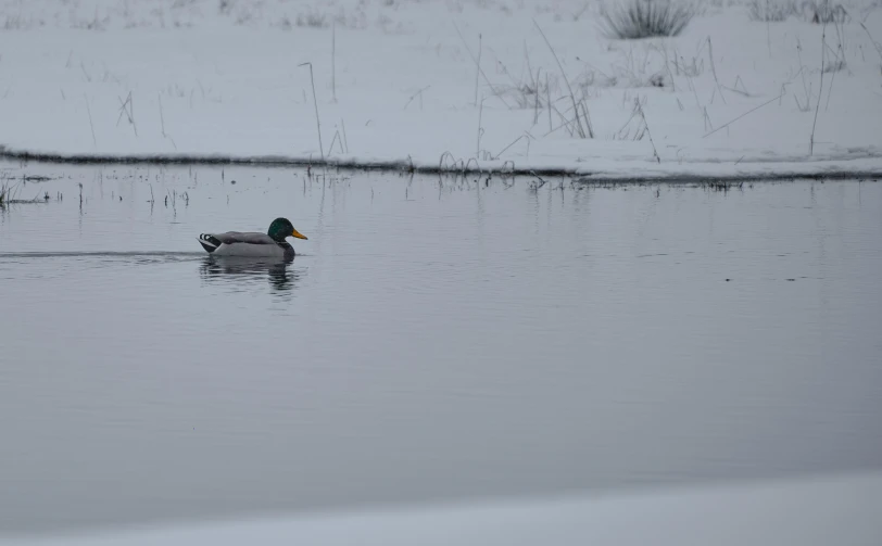 a lone duck swimming in a large body of water