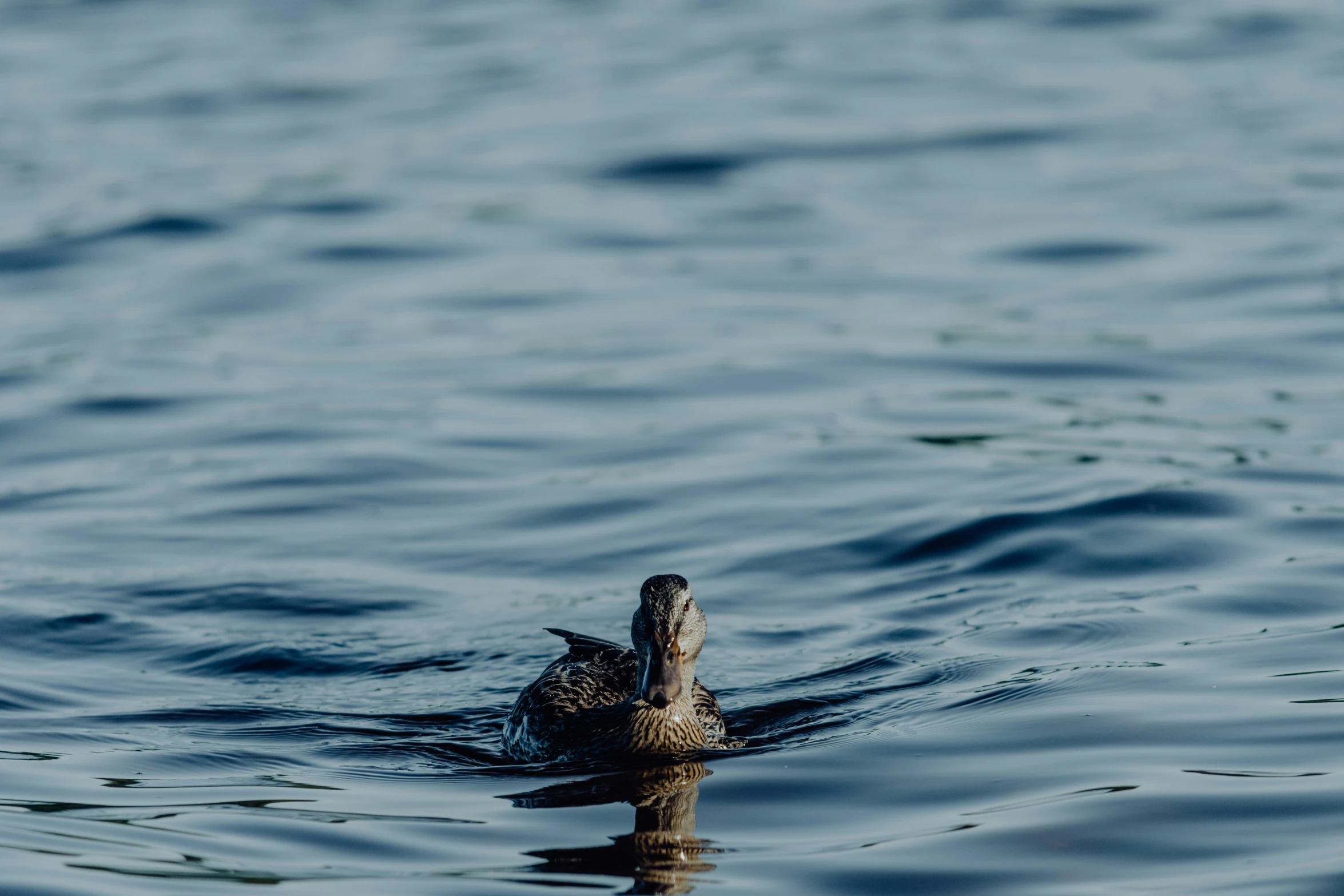 there is a bird that is floating on the water