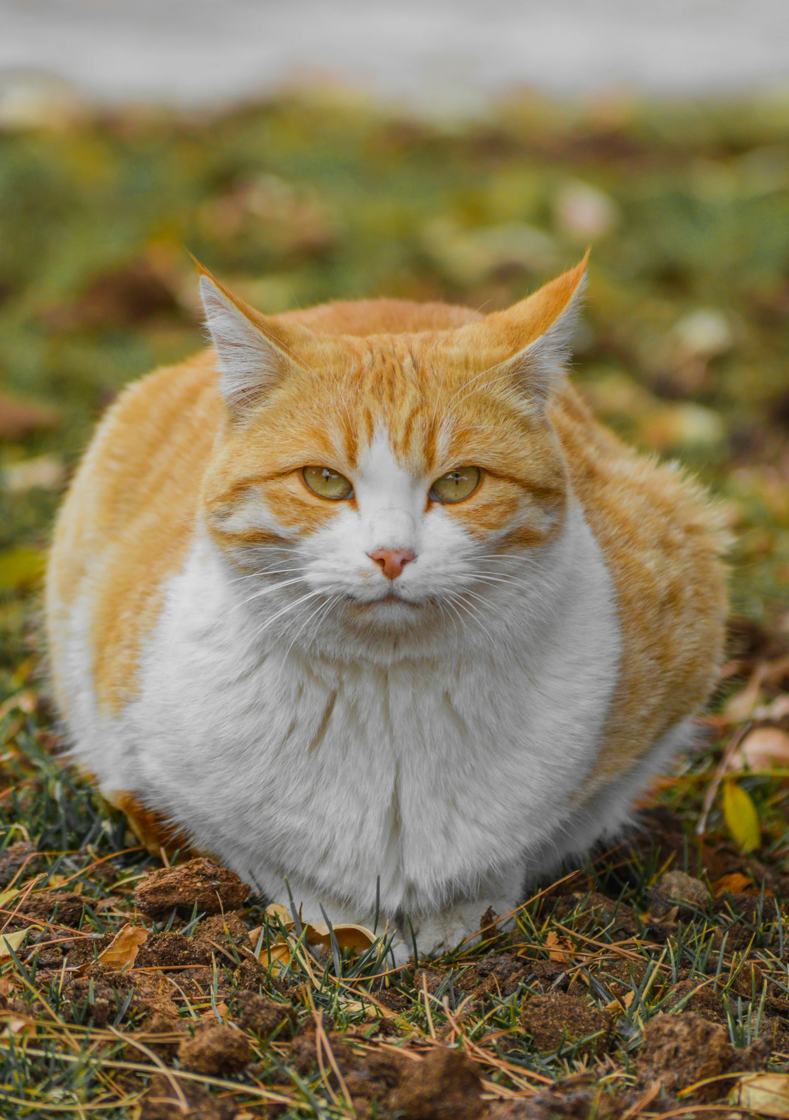 a big orange cat sits in the grass