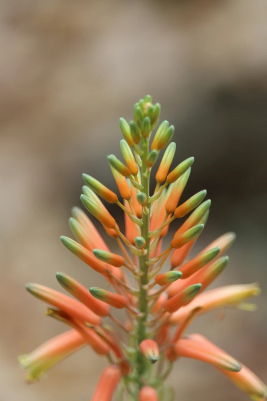 closeup of an orange and green flower