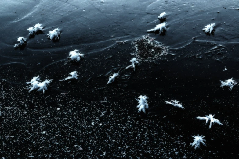 black and white image of water surface with snow flakes