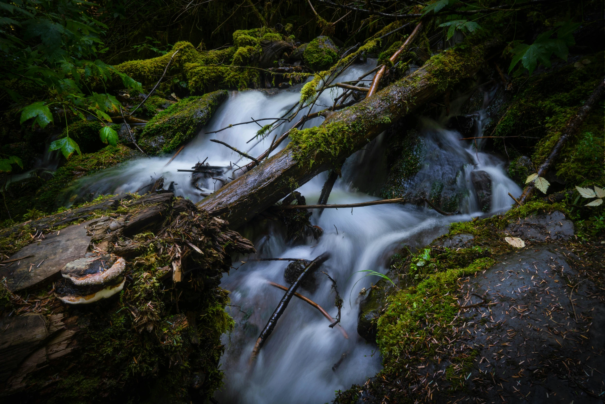 a stream running through a lush green forest