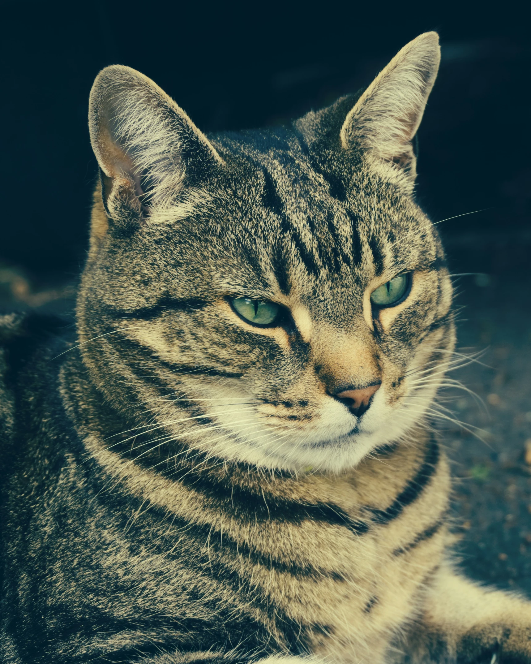 a cat lying on the ground with its eyes closed