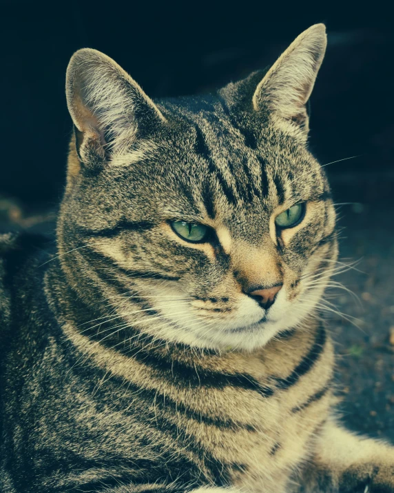 a cat lying on the ground with its eyes closed