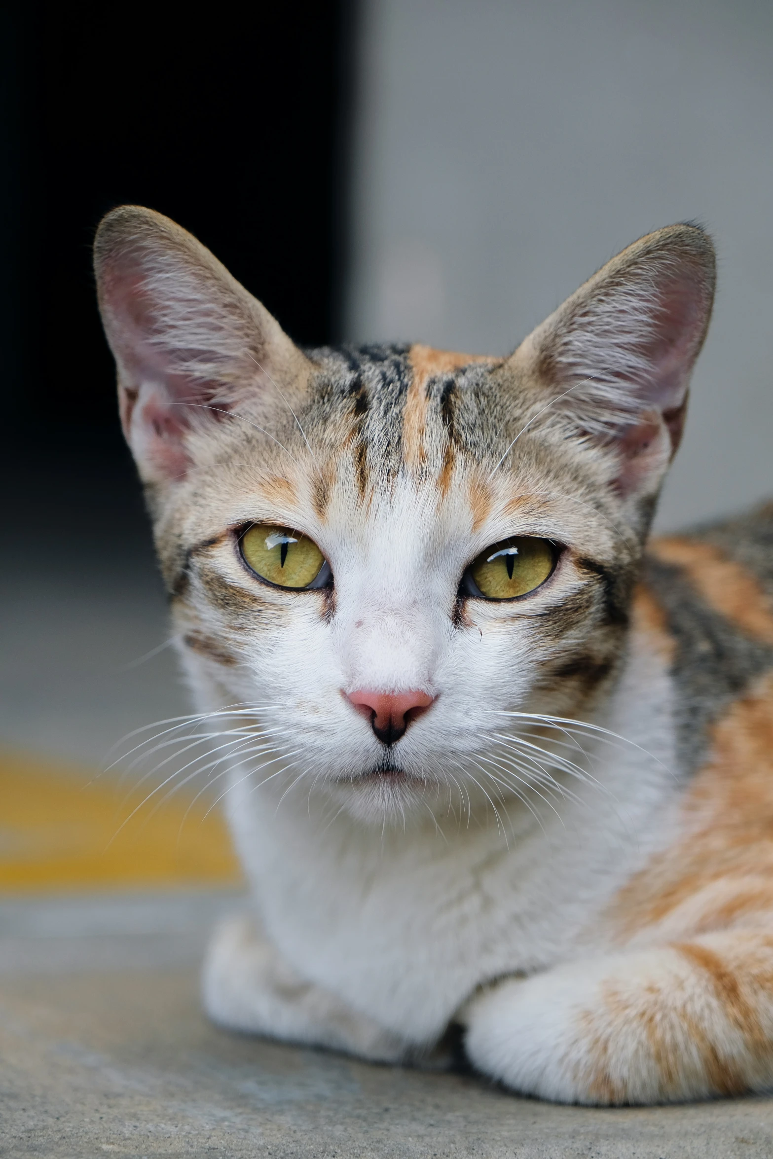 a cat sitting down looking at the camera