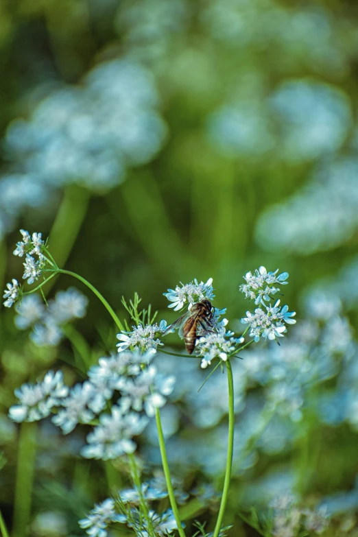 a small blue and white bug sits on a white flower