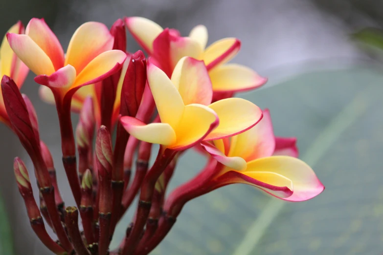 this is an image of some pink and yellow flowers