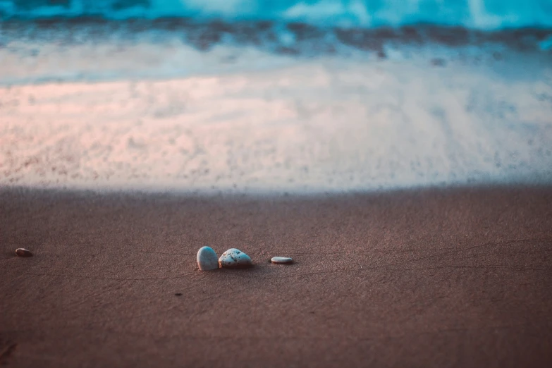 there is a shell on the beach in the sand