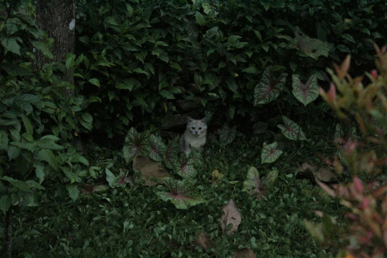 white cat sitting in the midst of bushes looking up