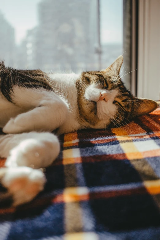 cat lying on plaid bed with city view from open window