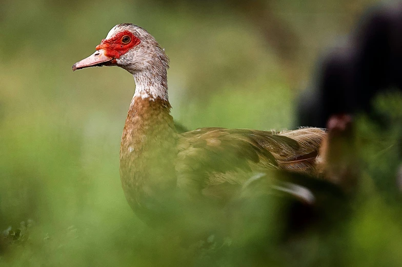 a red ed bird standing in the green grass