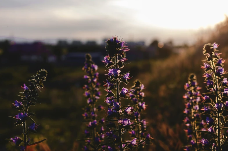 purple wild flowers grow in the sun