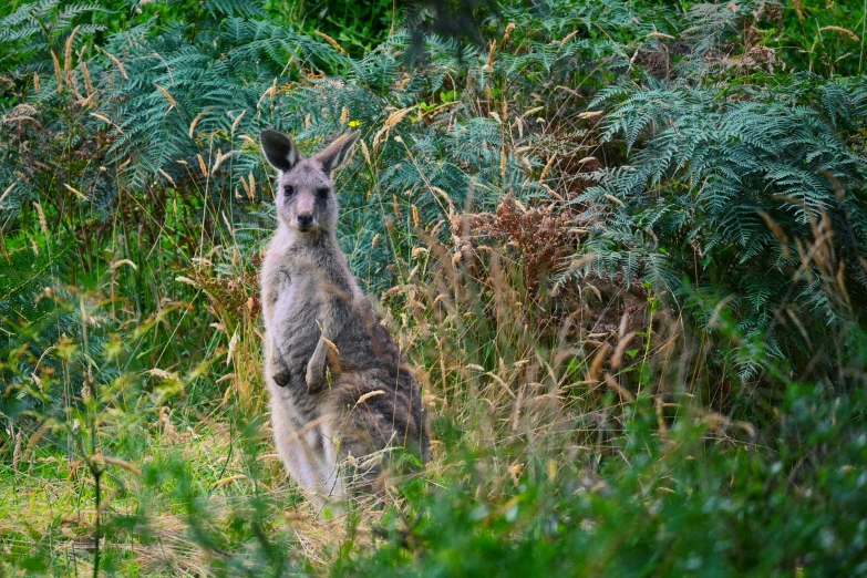 a close up of a kangaroo in the tall grass