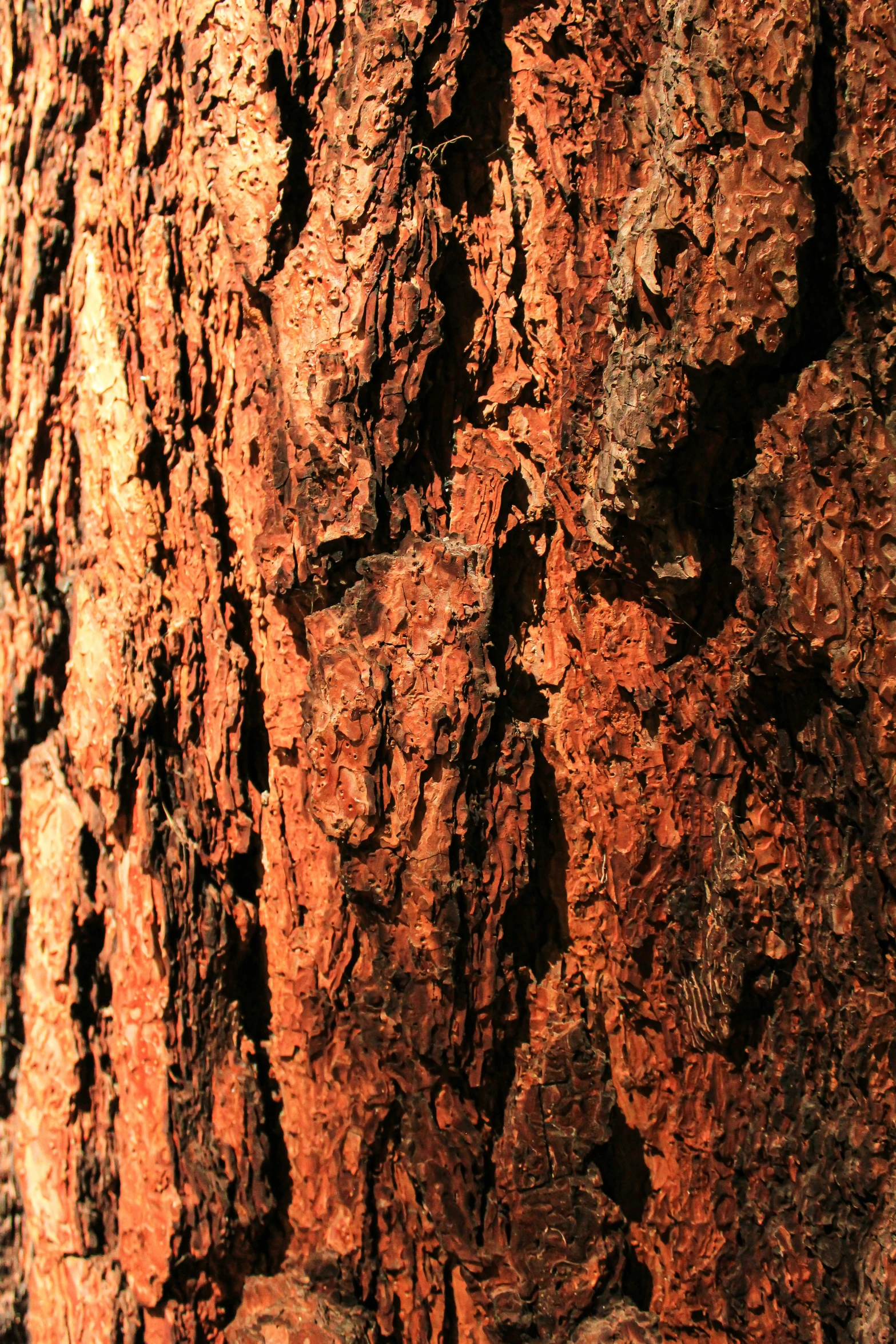 the bark of a tree with brown colors