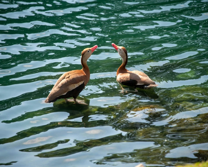 two ducks standing in the water next to each other