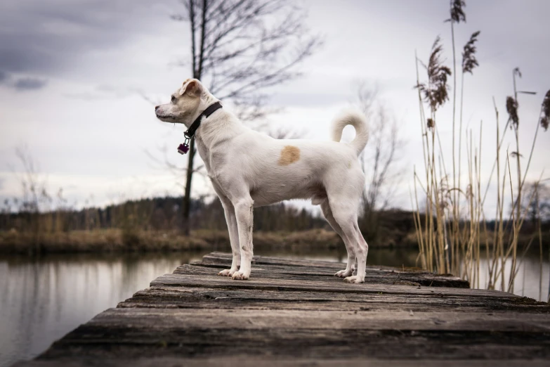 a dog is on the edge of the pier