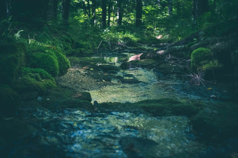 a stream in the forest on a sunny day