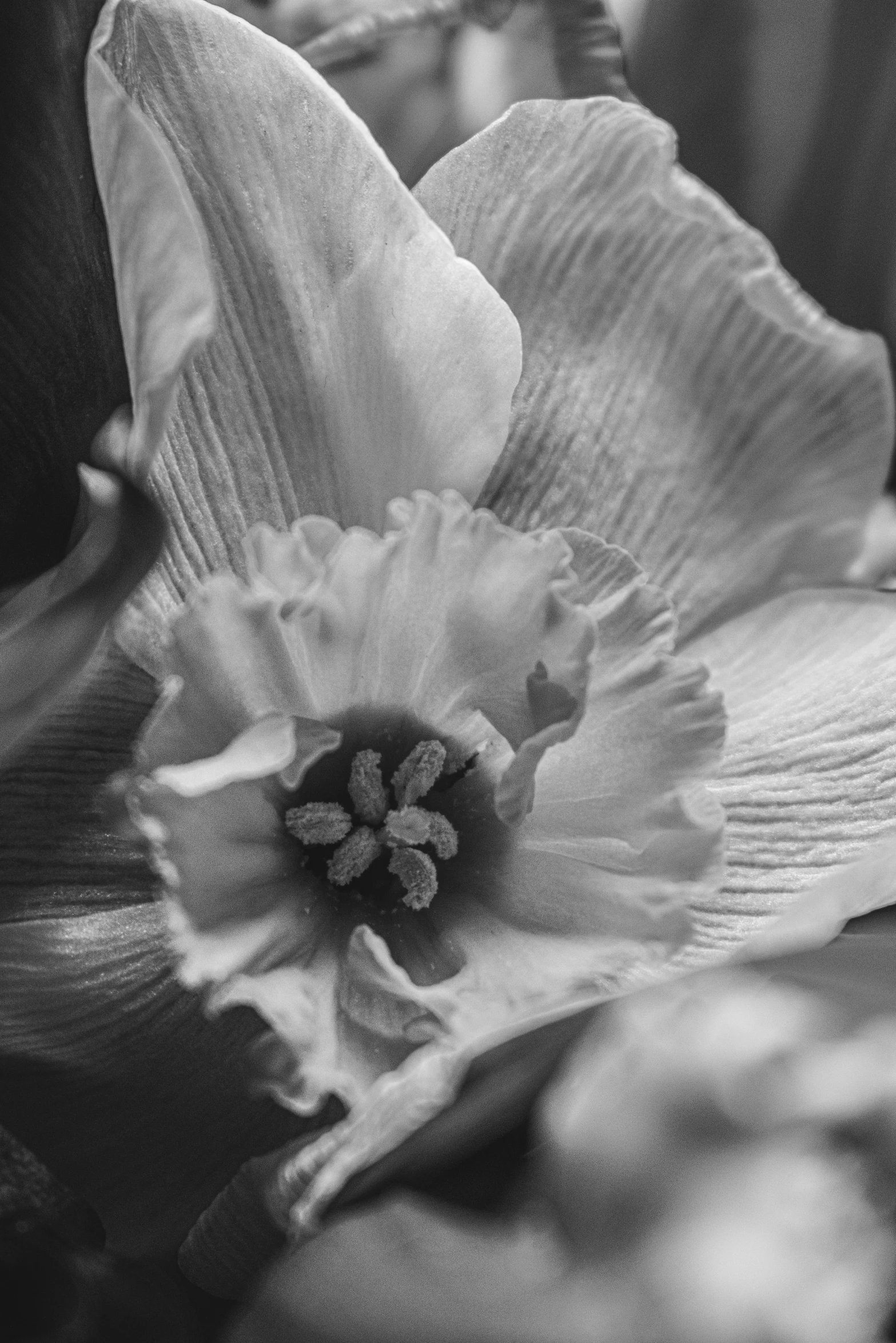 a flower sitting on the side of a table