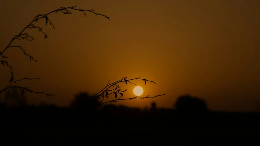 a silhouette of a bird with the sun in the background