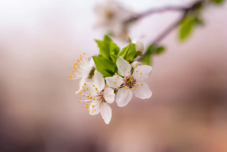 a group of white flowers on top of a tree nch