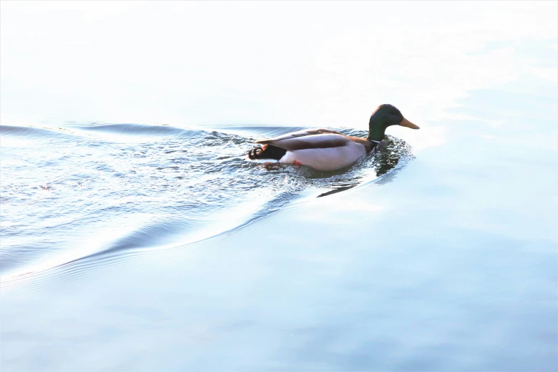 a duck that is sitting in some water